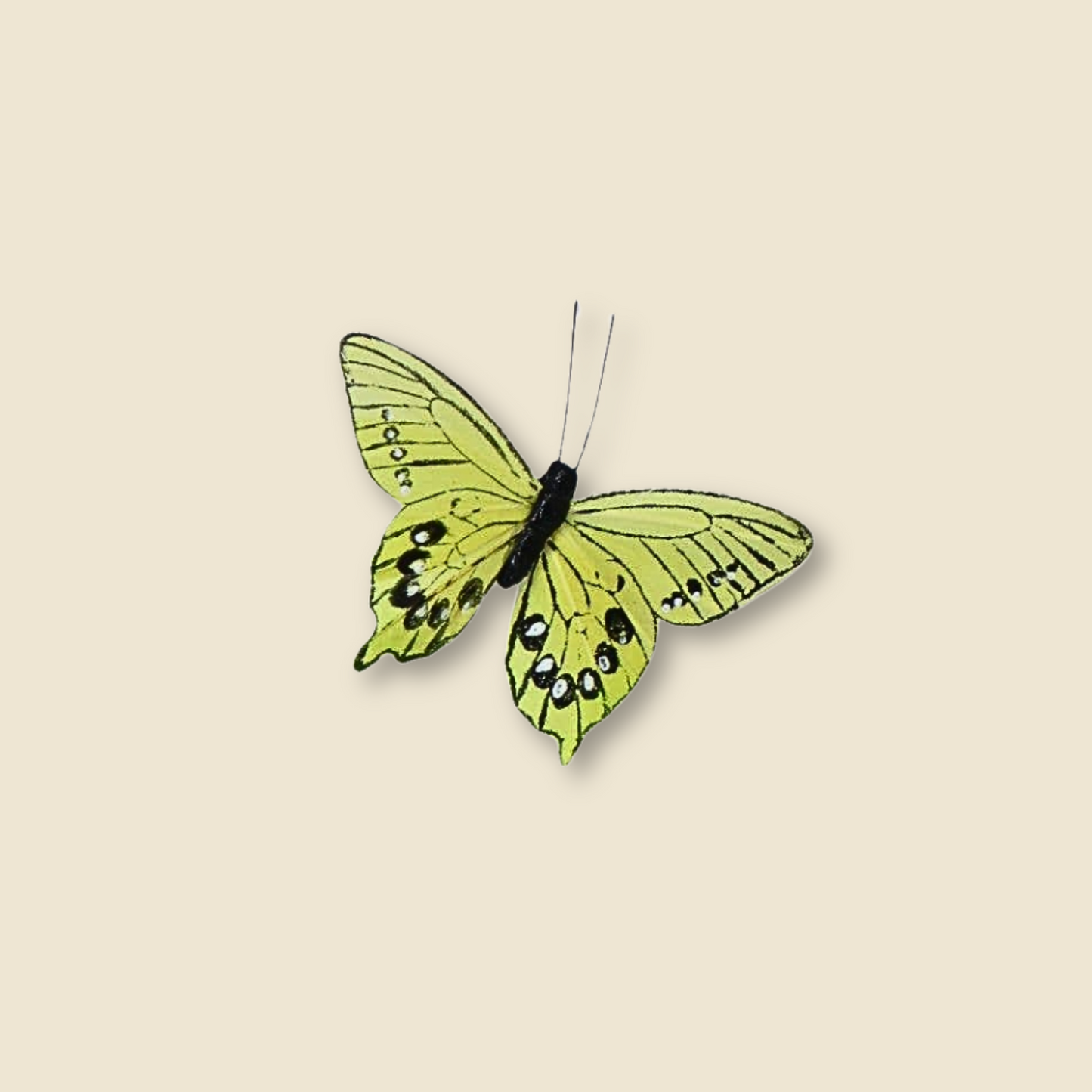 Bunte Schmetterling